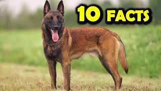 Top 10 facts about Belgian Malinois [upl. by Itsrejk182]