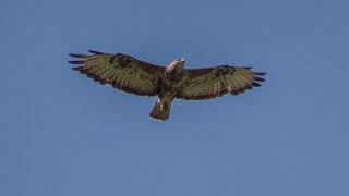 Канюк обыкновенный Buteo buteo непревзойдённый мастер полёта [upl. by Nyllek]