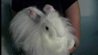 Folkmanis Angora Kaninchen [upl. by Welcome561]