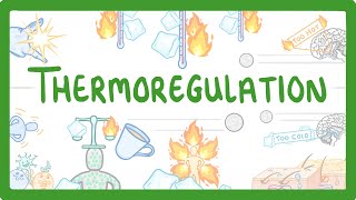 GCSE Biology  How We Control Our Body Temperature 55 [upl. by Garv]