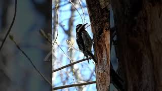 Yellowbellied sapsucker like subscribe shorts [upl. by Akiemat]