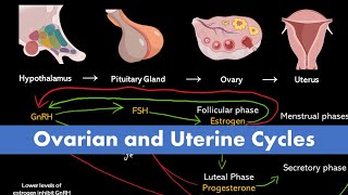 Ovarian and Uterine Cycle Menstrual Cycle [upl. by Otrebide]