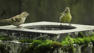 Siskin interaction drinking water [upl. by Vanhook]