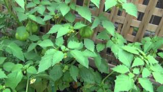 Growing Tomatillos [upl. by Pages]