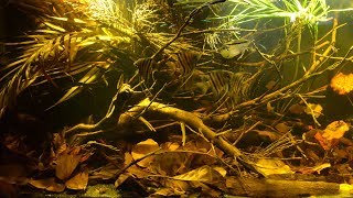 BADC2018  Flooded forest at Paraná Ataú river Santa Isabel do Rio Negro Amazonas Brasil 250 L [upl. by Angadreme]