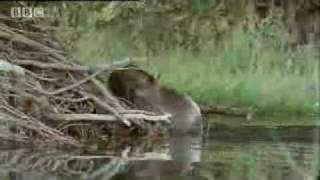 Beavers Building a Lodge or Nest  BBC Animals [upl. by Gladys]