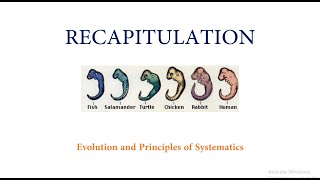 Theory of Recapitulation [upl. by Nipsirc]