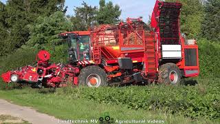 Holmer T3  Rübenernte  Harvesting Beets 2021 pt1 [upl. by Akemed358]