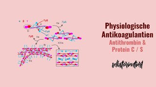 Physiologische Antikoagulantien  Antithrombin III  Protein C und Cofaktor S System  Definition [upl. by Smoot285]