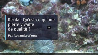 Récifal QuestCe Quune Pierre Vivante De Qualité [upl. by Leigh643]