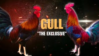 GULL GAMEFOWL HISTORY Fighting Style and History [upl. by Eymaj]