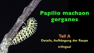 PAPILIO MACHAON detailed mounting of the caterpillar on a branch trilingual HD1080p part A [upl. by Yv]