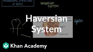 Microscopic structure of bone  the Haversian system  NCLEXRN  Khan Academy [upl. by Nager]