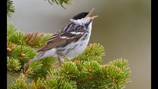 SONIDO Pájaros Pajaritos DESCARGAR Sonidos vocales que estos animales emiten [upl. by Bourn]