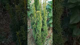 taxus baccata fastigiata aurea baheçedüzenlemesi landscape bahçetasarımı [upl. by Schroder]