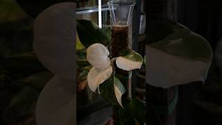 Philodendron White Knight plants plantcollection houseplant philodendron plantlover shorts [upl. by Adnyleb]