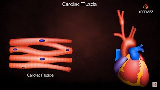 Cardiac Muscle Physiology Animation [upl. by Quiteri127]