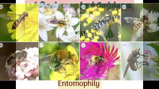 Entomophily Pollination in tamil [upl. by Suoivart]