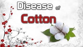 Diseases of Cotton  Anthracnose Black Arm Fusarium and Verticillium Wilt [upl. by Pontone]