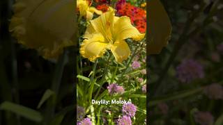 Daylily Molokai hemerocallis daylily flower perennial flowers gardeningflowers [upl. by Thamos]