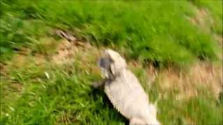 Funny Bearded Dragon running [upl. by Lipp]