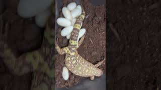 Heloderma h exasperatum egg laying [upl. by Valtin]