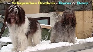 Schapendoes Brothers Play Around in the Snow [upl. by Kaden]