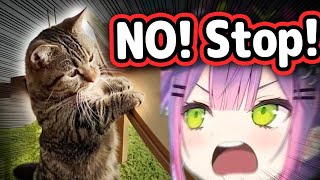 Towas Cat Interrupts Her Stream and Her Reaction Is Too Cute【Hololive】 [upl. by Christos]