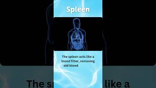 Spleen Expert SHOCKS Viewers with Unbelievable Truth 2024 [upl. by Ateiram]