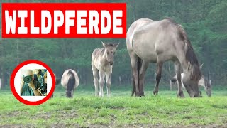 Wildpferde Dülmen  Wildpferde im Merfelder Bruch [upl. by Motteo]