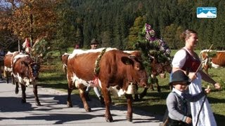 Almabtrieb Bayern Almabtrieb von der Halsalm im Berchtesgadener Land [upl. by Madigan90]