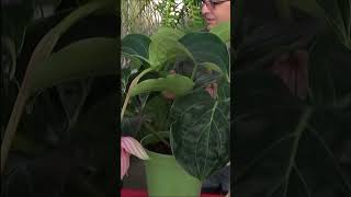 Conseil jardinage Medinilla magnifica Entretien et arrosage Plante verte d intérieur [upl. by Esilehc]