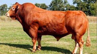 Limousin bulls [upl. by Chilton]