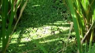 Azolla cultivation in paddy field  அசோலா [upl. by Voccola454]