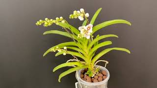 【20297】我的肉唇兰开花了，养护重点是什么？Sarcochilus Orchid 静姐说花477 [upl. by Arreis]