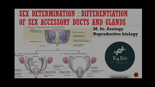 Sex determination in human Differentiation of sex accessory ducts and glandsmsc zoology amp csir net [upl. by Chelsy]