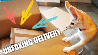 Cutest Reaction when our Fox gets his Delivery from the Mailman [upl. by Gran]