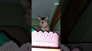 arrogant manglu cat shorts ytshorts  BIRAU ANIMALS [upl. by Enialed]