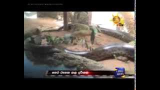 Anaconda eats her partner in Dehiwala [upl. by Nayllij]