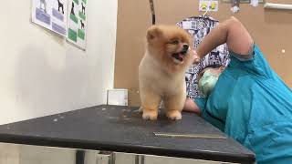 Dog Grooming Tutorial  Pomeranian Dog Hair Cut  How to Cut Dog Hair at Home  Dog Lover [upl. by Takakura221]