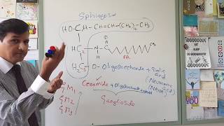 Membrane Lipids  Glycerophospholipids and Sphingolipids [upl. by Hennahane]