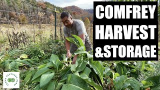 Harvest your Comfrey Before WINTER [upl. by Ellerey208]