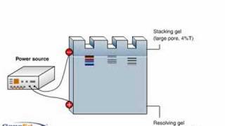 SDSPAGE polyacrylamide gel electrophoresis [upl. by Nicol441]