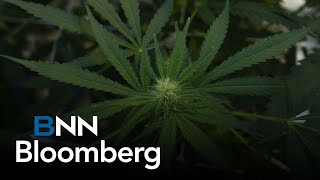 Celebrating Germany’s landmark decision to legalize cannabis Canopy Growth CEO [upl. by Azarcon]