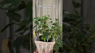 Philodendron White Princess whiteprincess [upl. by Alejna157]