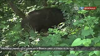 EMERGENZA CINGHIALI A CATTINARA INTERI BRANCHI LUNGO LA STRADA  10092024 [upl. by Ainig]