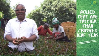 How we pioneered growing and processing of purple amp specialty teas in Kenya [upl. by Letniuq]