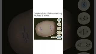 Mitosis stages biologycelldivison molecularbiologycellbiology lifesciencenewtrendingshorts [upl. by Euqnom]