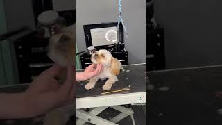 oh my puppy dogshorts funnydogvideos funnydogs dogshort maltese youtubeshorts youtubedogs [upl. by Lamrert]