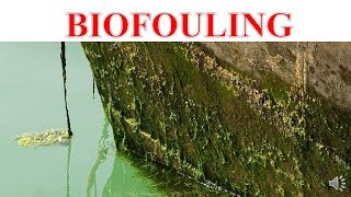 BIOFOULING [upl. by Nodnek]